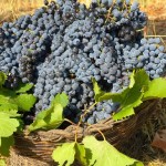 vino3