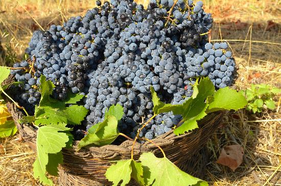 vino3