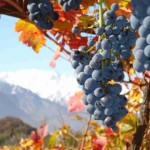 vino6