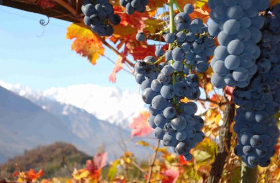 vino6