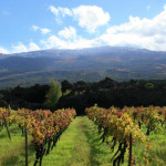 vino7